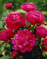 Без бренда «2KMB-4036» в Чите