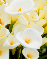 Без бренда «Белые каллы» в Чите