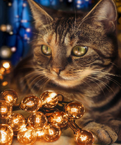 Без бренда «2KXSB-0678» в Чите