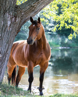 Без бренда «Коробка 20 шт: Лошадь у дерева» в Чите