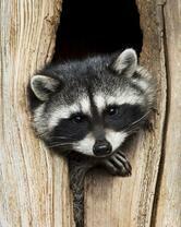 Без бренда «Енот в дупле» в Чите