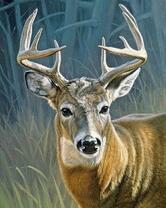 Молодой олень