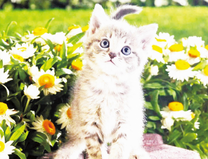 Милый маленький котёнок среди ромашек