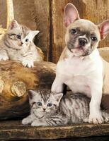 Без бренда «Милый щенок французского бульдога и два котёнка» в Чите