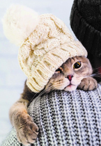 Котик в шапке