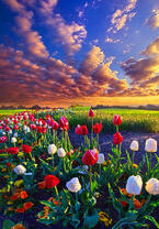 Без бренда «Поле тюльпанов под облачным небом» в Чите